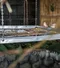 carousel chooser